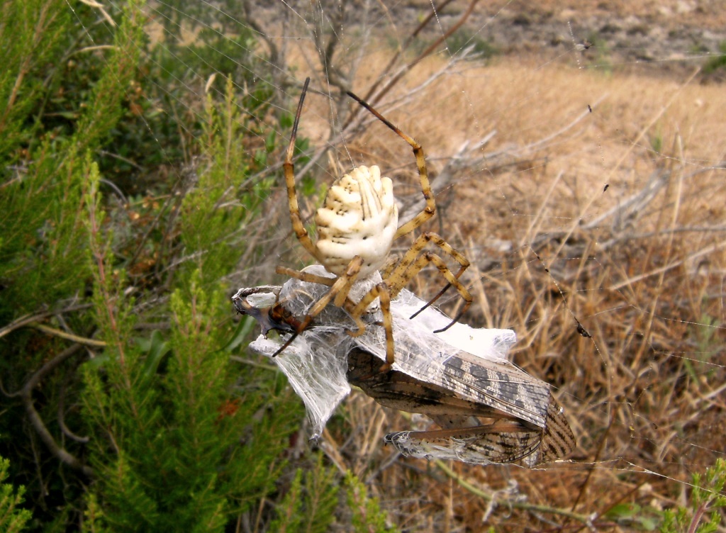 Argiope bruennichi in predazione